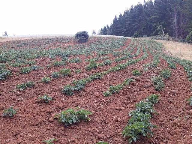 Campo en Carahue , La Araucanía