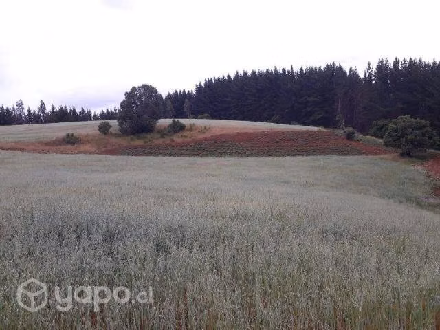 Campo en Carahue , La Araucanía