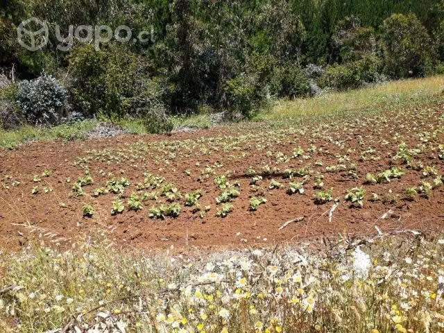 Campo en Carahue , La Araucanía
