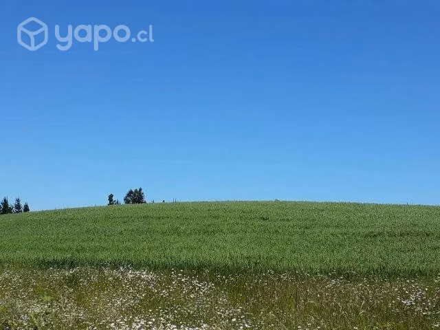 Campo en Carahue , La Araucanía