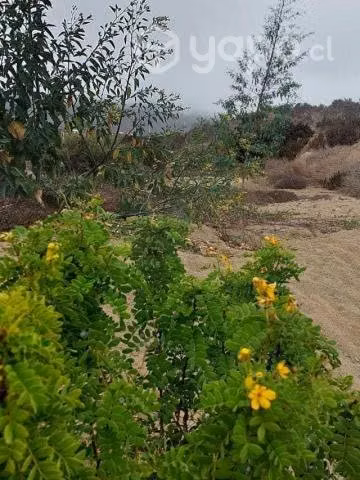 Parcela en Arrayan Costero, La Serena, rol único - Imagen 4