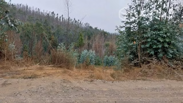 Terreno 5.500 m2, Rol Propio, Primer Agua Penco