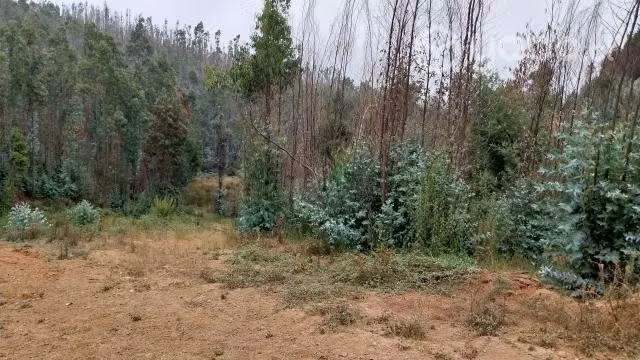 Terreno 5.500 m2, Rol Propio, Primer Agua Penco