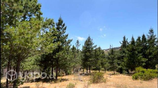 Parcela forestal, Con Rol Propio Laguna Verde - Imagen 2