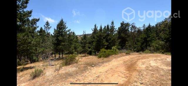 Parcela forestal, Con Rol Propio Laguna Verde - Imagen 3