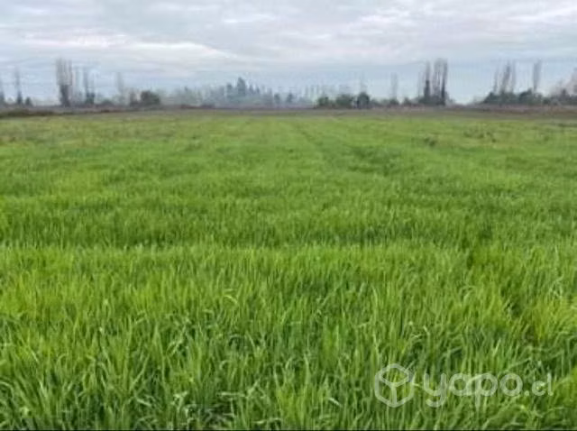 Terreno en venta sector Rinconada de Cato km 8