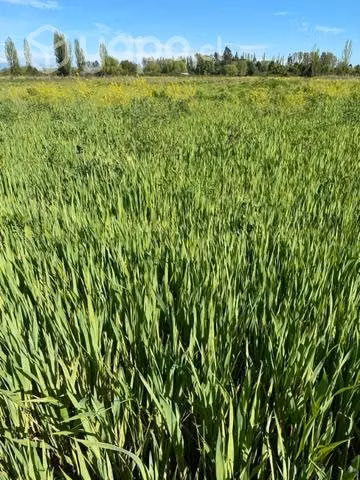 Terreno en venta sector Rinconada de Cato km 8
