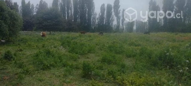 Terreno de 3.5 hectáreas