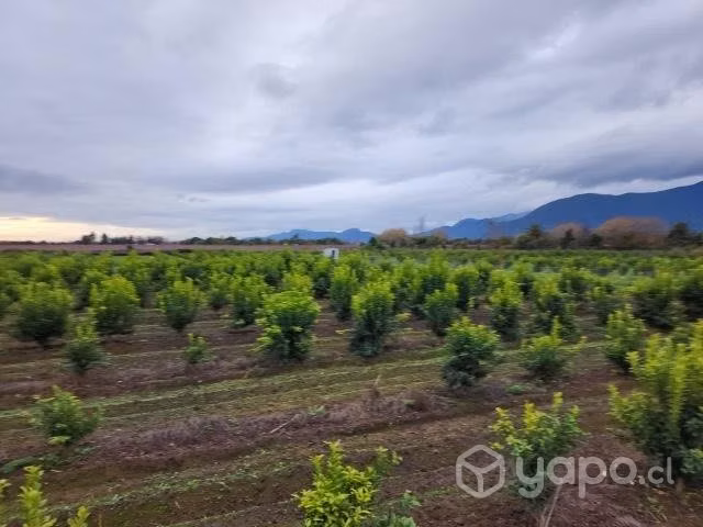 Parcela 5000 metros con 300 árboles frutales