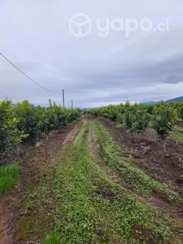 Parcela 5000 metros con 300 árboles frutales