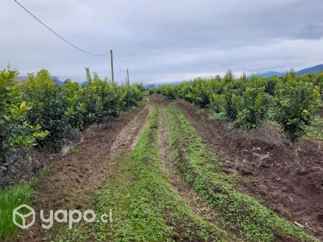 Parcela 5000 metros con 300 árboles frutales
