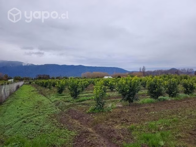 Parcela 5000 metros con 300 árboles frutales