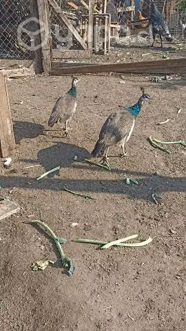 Pavos reales juveniles