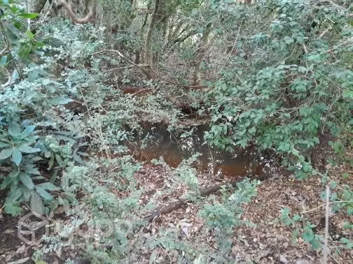 Se vende campo 9 hectareas - Imagen 4