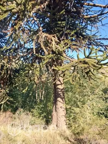 Terreno cordillerano cerca lonquimay - Imagen 4