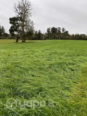 Terreno agricola 3 hectareas