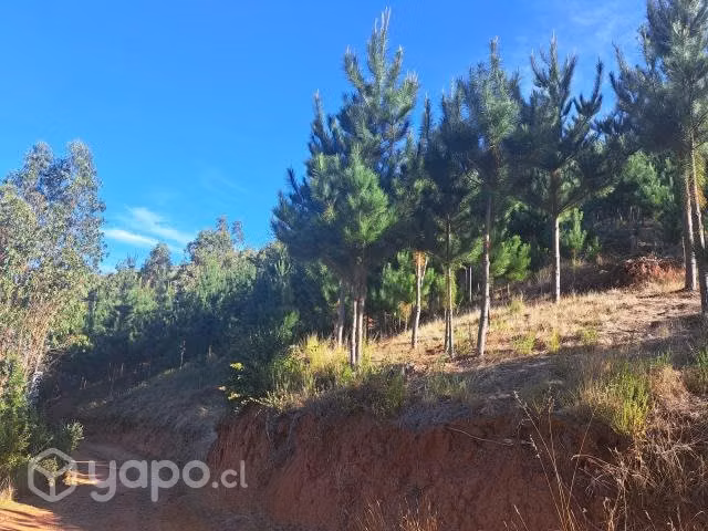 Se vende parcela 1,043 Hectarea Camino a Florida - Imagen 4