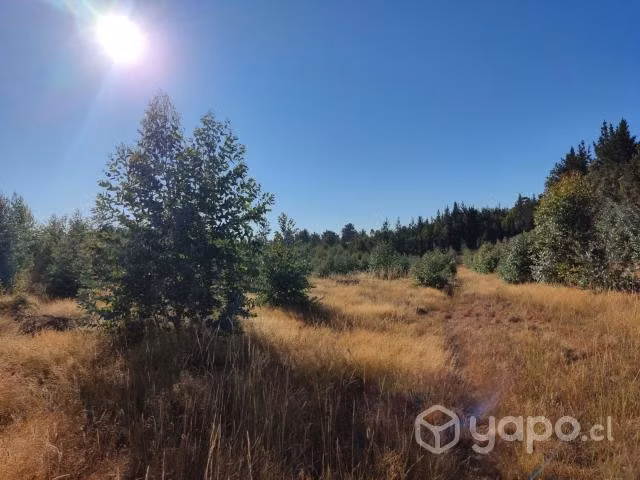 Se vende terreno forestal con Eucaliptos - Imagen 4
