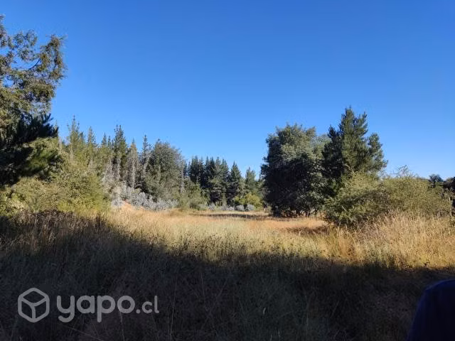 Se vende terreno forestal con Eucaliptos - Imagen 2