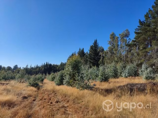 Se vende terreno forestal con Eucaliptos - Imagen 5