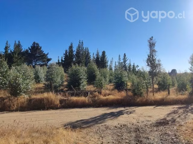 Se vende terreno forestal con Eucaliptos - Imagen 6