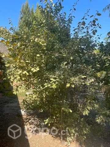 Parcela con casa en VI Region, 1050 m2 - Imagen 3