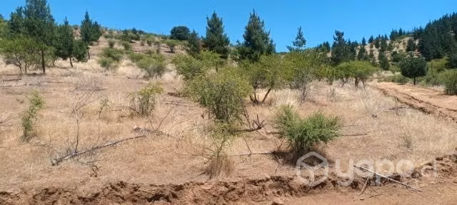 Terreno en comuna de Hualañe - Imagen 8