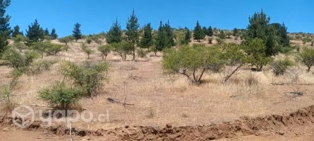 Terreno en comuna de Hualañe - Imagen 4