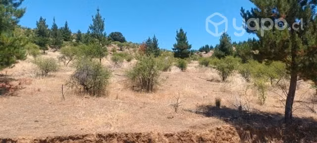 Terreno en comuna de Hualañe - Imagen 7