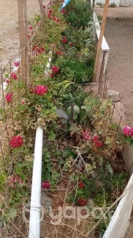 Vendo o permuto casa con amplio terreno