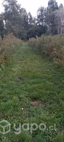 Vendo terreno hacienda allipen