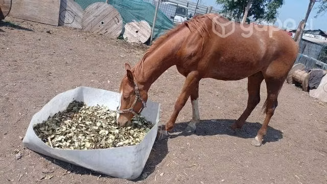 Forraje caballos, vacas, caprinos.Herbívoros