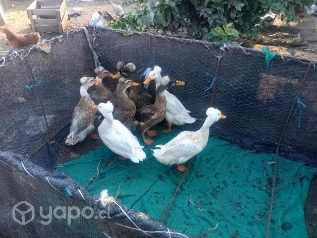 Patos