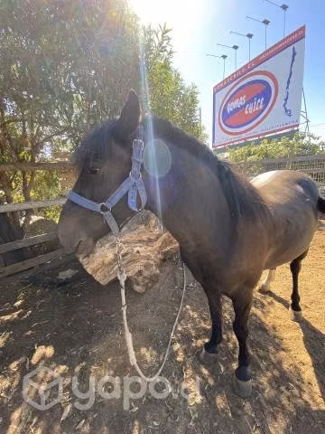 Caballos mansos