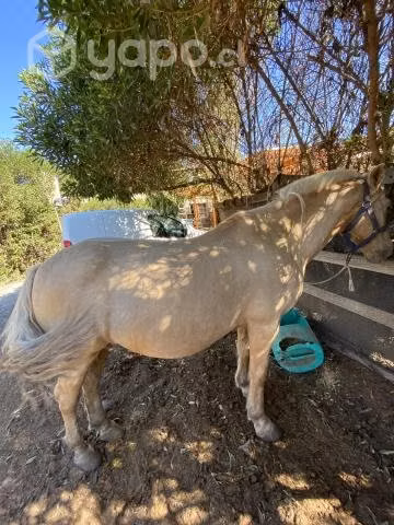 Caballos mansos