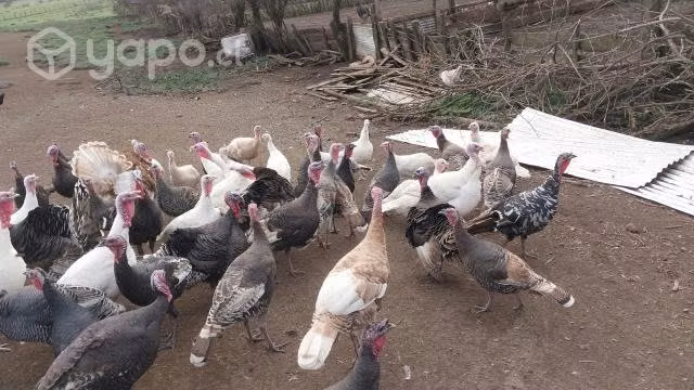 Pavos