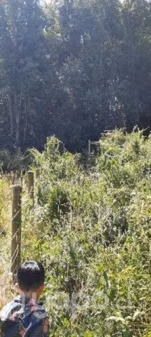 Vendo parcela en Villarrica - Imagen 2
