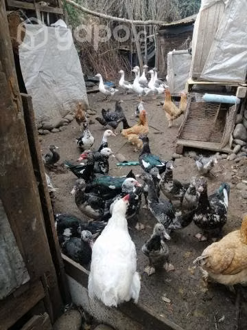 Patos y gansos - Imagen 2