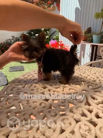 Cachorros raza pequeña