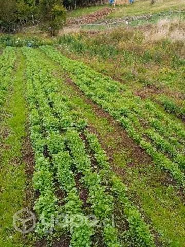 Cilantro
