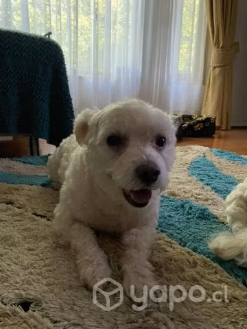 Perro en busca de cruce
