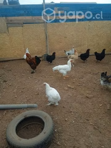 Gallinas y gallos bramas y cretas