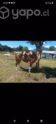 Yegua