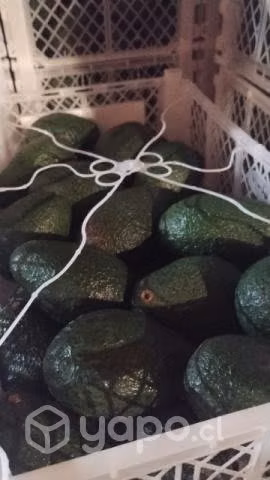 Palta Peruana - Imagen 2