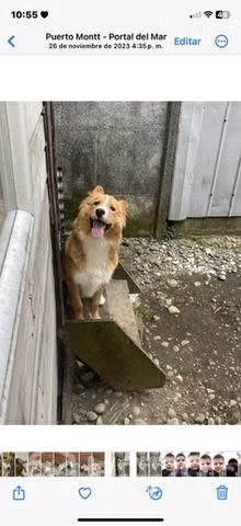 Pmascota en adopción