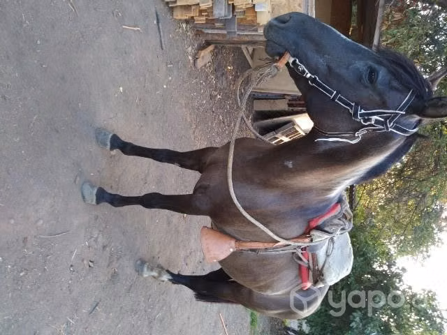 Linda Yegua - Imagen 5