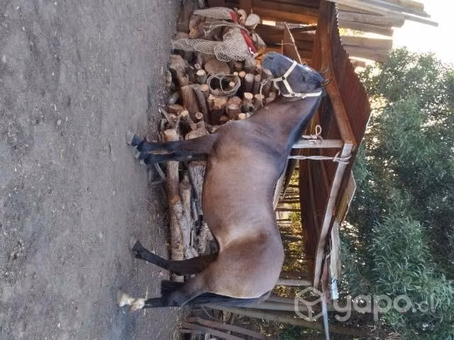 Linda Yegua - Imagen 2