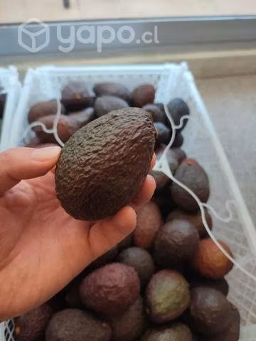 Palta Hass