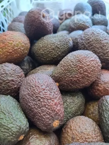 Palta Hass