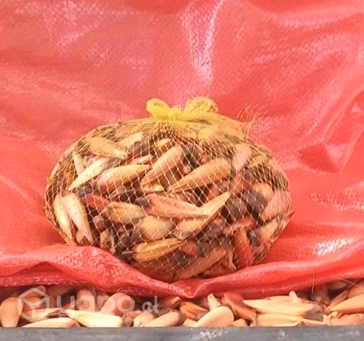 Piñones